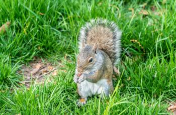 Eastern Gray Squirrel eating a peanut in Battery Park - New York City, United States