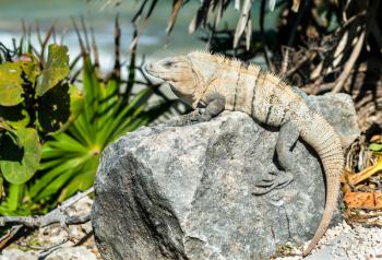 Iguana lizard at Tulum in Quintana Roo, Mexico