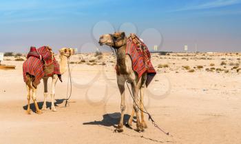 Camels near the historic fort Al Zubara in Qatar. Middle East