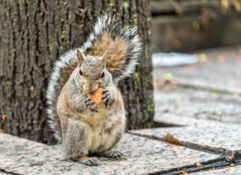 Eastern gray squirrel eats a walnut on Trinity Square in Toronto - Canada