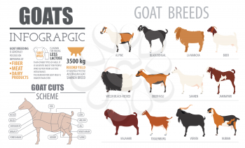 Goat breeds infographic template. Animal farming. Flat design. Vector illustration