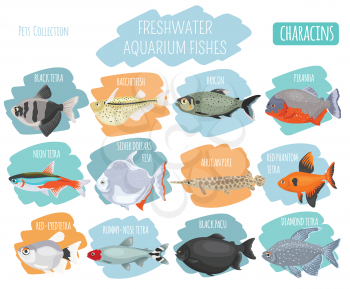 Freshwater aquarium fishes breeds icon set flat style isolated on white. Characins. Create own infographic about pets. Vector illustration