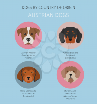 Dogs by country of origin. Austrian dog breeds. Infographic template. Vector illustration