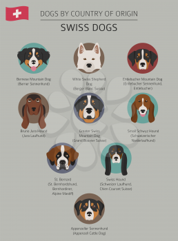 Dogs by country of origin. Swiss dog breeds. Infographic template. Vector illustration