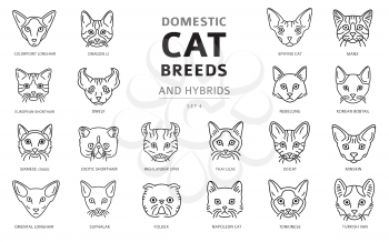 Domestic cat breeds and hybrids linear portraits collection isolated on white. Simple line cat`s head style set. Vector illustration