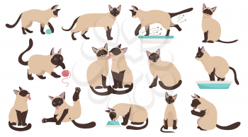 Cartoon cat characters collection. Different cat`s poses, yoga and emotions set. Flat color simple style design. Siamese colorpoint cats. Vector illustration