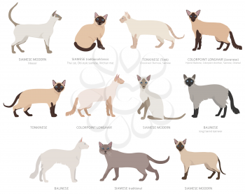Siamese type cats, colorpoints. Domestic cat breeds and hybrids collection isolated on white. Flat style set. Vector illustration