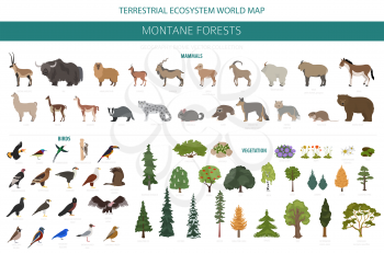 Montane forest biome, natural region infographic. Terrestrial ecosystem world map. Animals, birds and vegetations ecosystem design set. Vector illustration