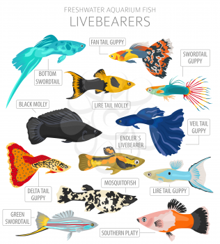 Livebearers fish. Freshwater aquarium fish icon set flat style isolated on white.  Vector illustration