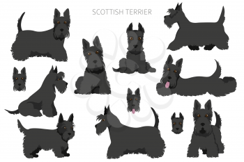 Scottish terrier dogs in different poses and coat colors. Adult and puppy scottie set.  Vector illustration