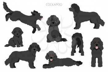 Cockapoo mix breed clipart. Different poses, coat colors set.  Vector illustration