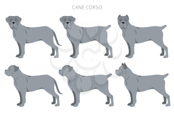 Cane corso clipart. Different poses, coat colors set.  Vector illustration