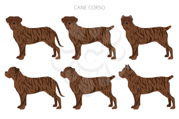 Cane corso clipart. Different poses, coat colors set.  Vector illustration