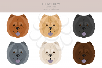 Chow chow longhaired variety clipart. Different poses, coat colors set.  Vector illustration