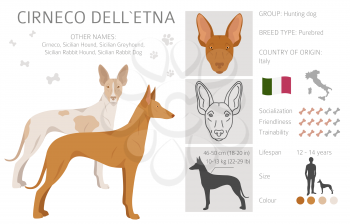 Cirneco dell Etna, Sicilian hound clipart. Different poses, coat colors set.  Vector illustration