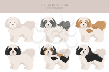 Coton de Tulear clipart. Different poses, coat colors set.  Vector illustration