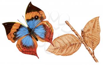 Royalty Free Clipart Image of an Orange Oak leaf Butterfly and a Dead leaf Butterfly 