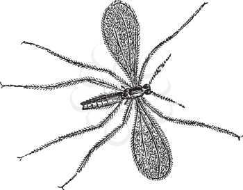 Bugs Clipart