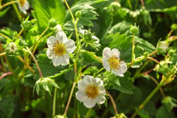 Several flowers blossoming strawberry on a background of green leaves