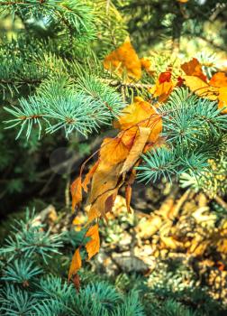Dry branch with yellow leaves on the branches of spruce