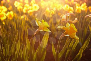 Stylized flower bed narcissuses in the sunshine