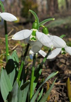 Several flowers blossoming snowdrops on blurred background