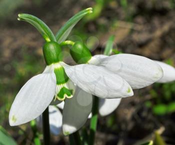 Several flowers blossoming snowdrops on blurred background