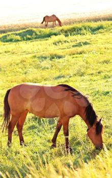 Two horses grazing in a yellowed meadow on a sunny day