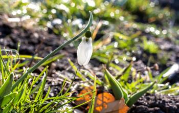 White snowdrop on a sunny day with a blurred background
