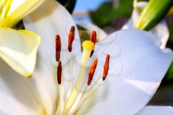 White lily closeup on a blurred background