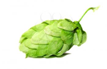Hop cone closeup isolated on white background