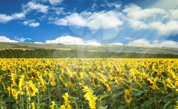 Landscape from blossoming sunflowers field in sunlight and blue sky with clouds