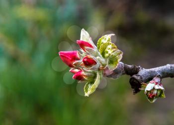 Buds of apple tree flowers close-up on a blurred background