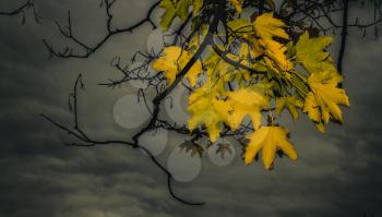 Lonely yellow maple leaves against a dark sky