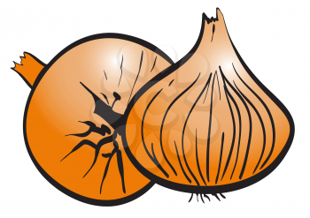 Illustration of the two ripe onions on a white background