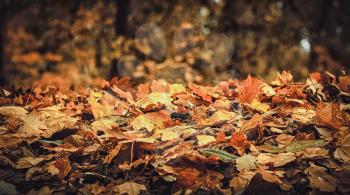 Sad autumn landscape with fallen leaves and blurred background