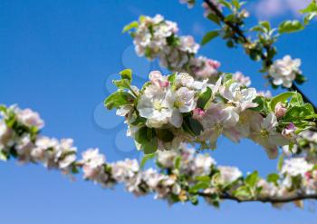Blooming apple tree branch on a sunny day against a blue sky