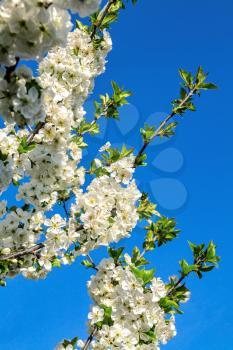Blossoming cherry branches on a background of blue sky