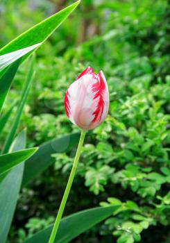 One motley white-red blossoming tulip on a blurred background