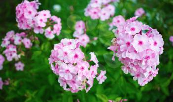 Pink phlox flowers. Phlox paniculata. Flowering herbaceous plants. Blooming phlox paniculata in the garden. Shallow depth of field. Selective focus.