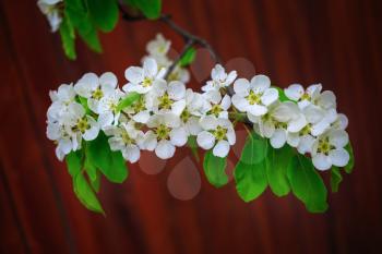Blossoming tree branch with white flowers and green leaves on bokeh bright brown background. Shallow depth of field. Selective focus.