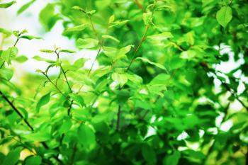 Bright green leaves with soft focus and blurred background. Fresh green foliage. Very shallow depth of field. Selective focus.