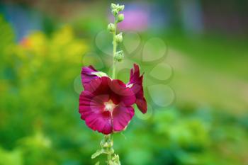 Hollyhock flower. Maroon mallow flower on blurred bright green background. Shallow depth of field. Selective focus.