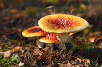 Amanita muscaria. Poisonous mushrooms different size in the autumn forest. Shallow depth of field. Selective focus.
