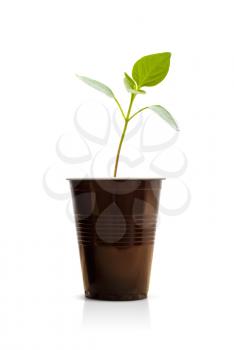 Green sprout in a brown plastic cup. Small green plant. Isolated on white background.