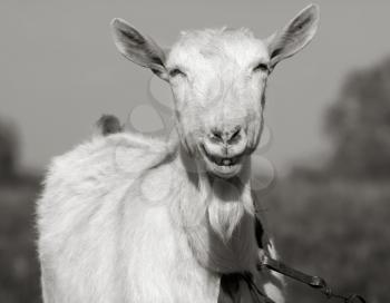 Portrait of a horned and bearded smiling goat. Toned in grayscale.