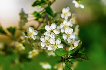 Blossom cherry tree branch over nature background. Bright white flowers and green leaves. Shallow depth of field. Selective focus.