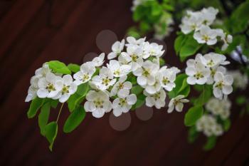 Beautiful bright white flowers and green leaves on a tree branch on bokeh bright brown background. Shallow depth of field.