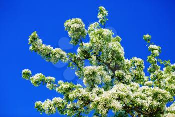 Blossoming tree with white flowers and green leaves against the blue sky background.