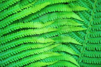 Bright green leaves of a fern as a background.